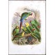 Vogelbilder aus fernen Zonen. Abbildungen und Beschreibungen der Papageien.