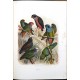 Vogelbilder aus fernen Zonen. Abbildungen und Beschreibungen der Papageien.