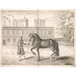 Le Superbe Cheval de Spanie