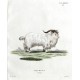 Capra Hircus L. reversa