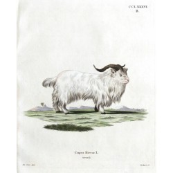 Capra Hircus L. reversa