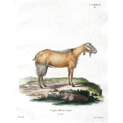 Capra Hircus Linn ecornis