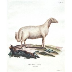 Ovis Aries Linn. macrocerca