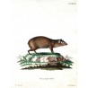 Cavia Aguti Pall.