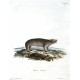 Hyrax hudsonius