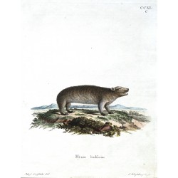 Hyrax hudsonius