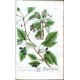 Herbarium Blackwellianum ... Centuria V. ... VI.