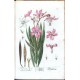 Herbarium Blackwellianum ... Centuria V. ... VI.