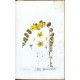 Herbarium Blackwellianum ... Centuria V. ... VI.