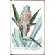 Herbarium Blackwellianum ... Centuria V. ... VI.