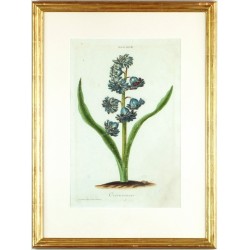 Hyacinthus III. Overwinnaer