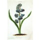 Hyacinthus III. Overwinnaer