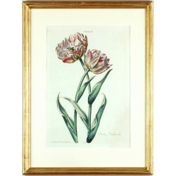 Tulipa VI. Prinz Friderich
