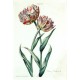 Tulipa VI. Prinz Friderich