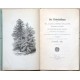 Der Fieberheilbaum oder Blaugummi- Baum (Eucalyptus globulus).