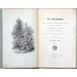 Der Fieberheilbaum oder Blaugummi- Baum (Eucalyptus globulus).