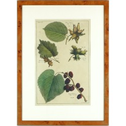 Hazelnuts and black mulberry