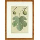 Figs