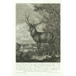 Dieser Hirsch mit 3. Stangen wurde ... 1753 ... von Ludwig VIII ... gejagt ...