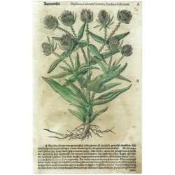 Kartendistel. Dipsacus, Labrum Veneris, Carduus Fullonum