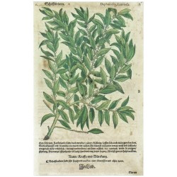 Scheißlorbern. Daphnoides, Laureola