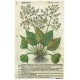 Wasserwegrich. Plantago aquatica