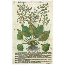 Wasserwegrich. Plantago aquatica