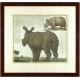 Rhinoceros - Abbildliche Geschichte der Landthiere ... das Nashorn
