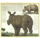 Nosorožec - Abbildliche Geschichte der Landthiere ... das Nashorn