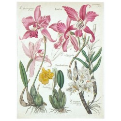 Orchideje - Lelia. Dendrobium
