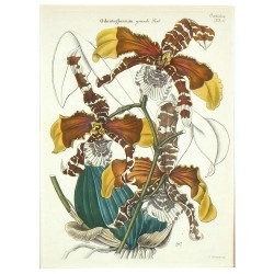 Orchideje - Odontoglossum grande