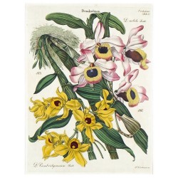 Orchideje - Dendrobium. D. nobile. D. Cambridgeanum