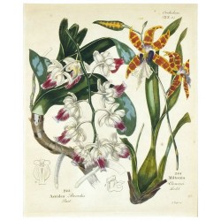 Orchideje - Aerides Brookii. Miltonia Clowesii