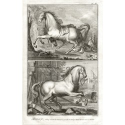 Koně, jezdectví - Manège, Galop desuni ...