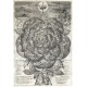 Bohemiae Rosa