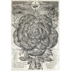 Bohemiae Rosa