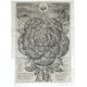 Bohemiae Rosa