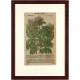 Eschernbaum. Fraxinus