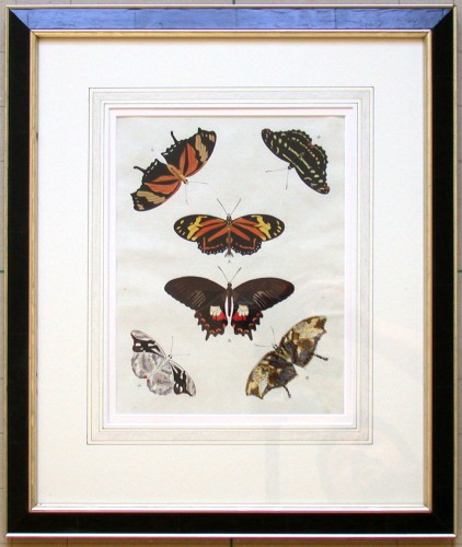 Motýli - Stará a moderní grafika na prodej