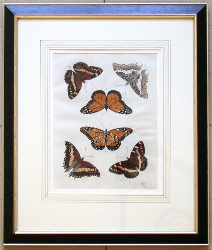 Motýli - Stará a moderní grafika na prodej