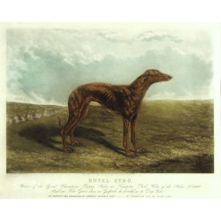 Greyhound - Royal Stag