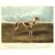 Greyhound - Princess Dagmar