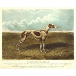 Greyhound - Princess Dagmar