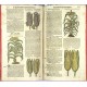 New vollkommenlich Kräuter-Buch