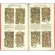 New vollkommenlich Kräuter-Buch
