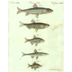 Bertuch - Sladkovodní ryby - Deutsche Flussfische No. 8