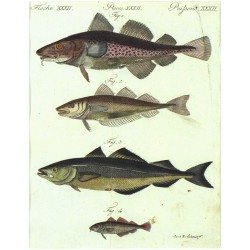 Bertuch - Treskovití - Schellfische No. 22
