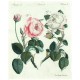 Bertuch - Růže - Rosenarten No. 15