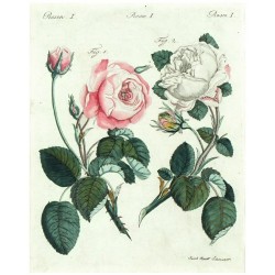 Bertuch - Růže - Rosenarten No. 15