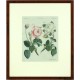 Bertuch - Růže - Rosenarten No. 15